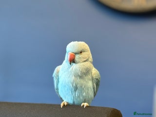 Ringnecks birds Blue male ringneck rehoming - Advert 1