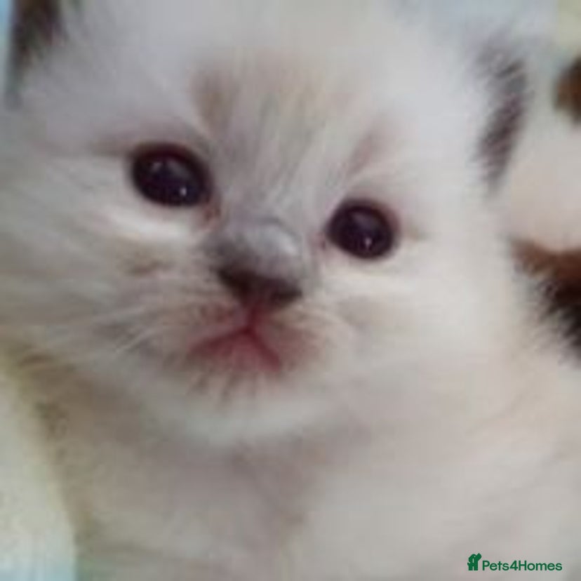 Free Kittens for sale | Pets4Homes