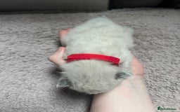 Ragdoll cats for sale: Stunning ragdoll kittens  - Advert 7