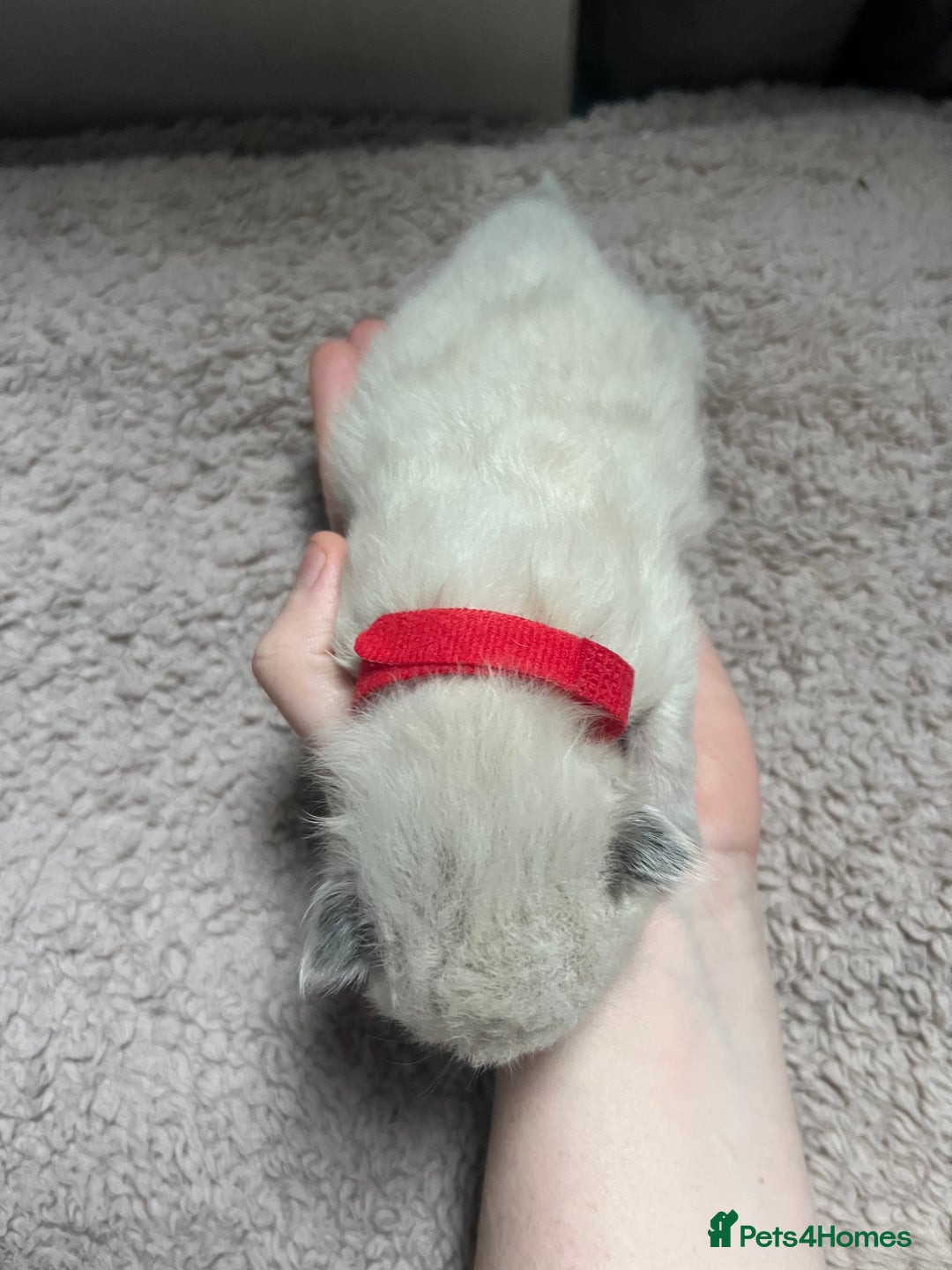 Ragdoll cats for sale: Stunning ragdoll kittens  - Advert 7