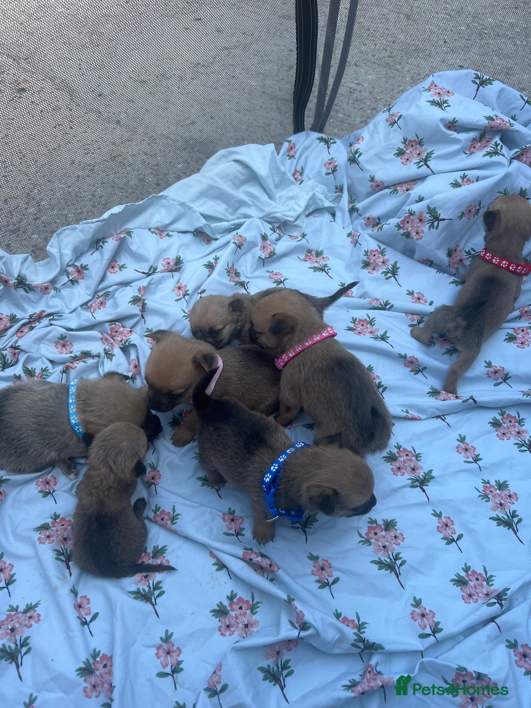Mixed Breed dogs for sale: Pomeranian x jack russel puppies  - Image 5