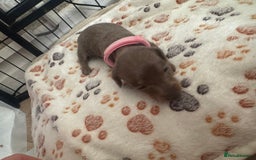 Miniature Dachshund dogs for sale: Miniature daschund puppies - Image 21