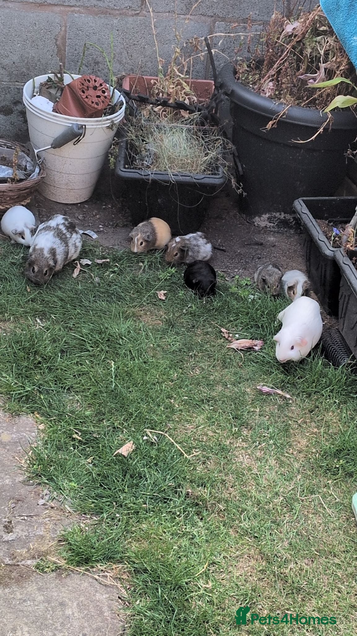 Guinea Pig rodents 8 week old guinea pigs  - Advert 2