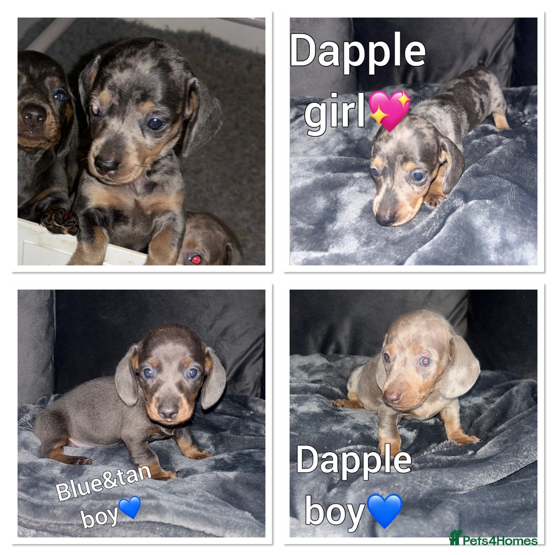 Dachshund dogs for sale: KC miniature dachshunds  in Middlesbrough - Image 10
