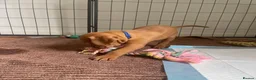 Hungarian Vizsla dogs for sale: Hungarian vizsla puppies  in Thirsk - Advert 5
