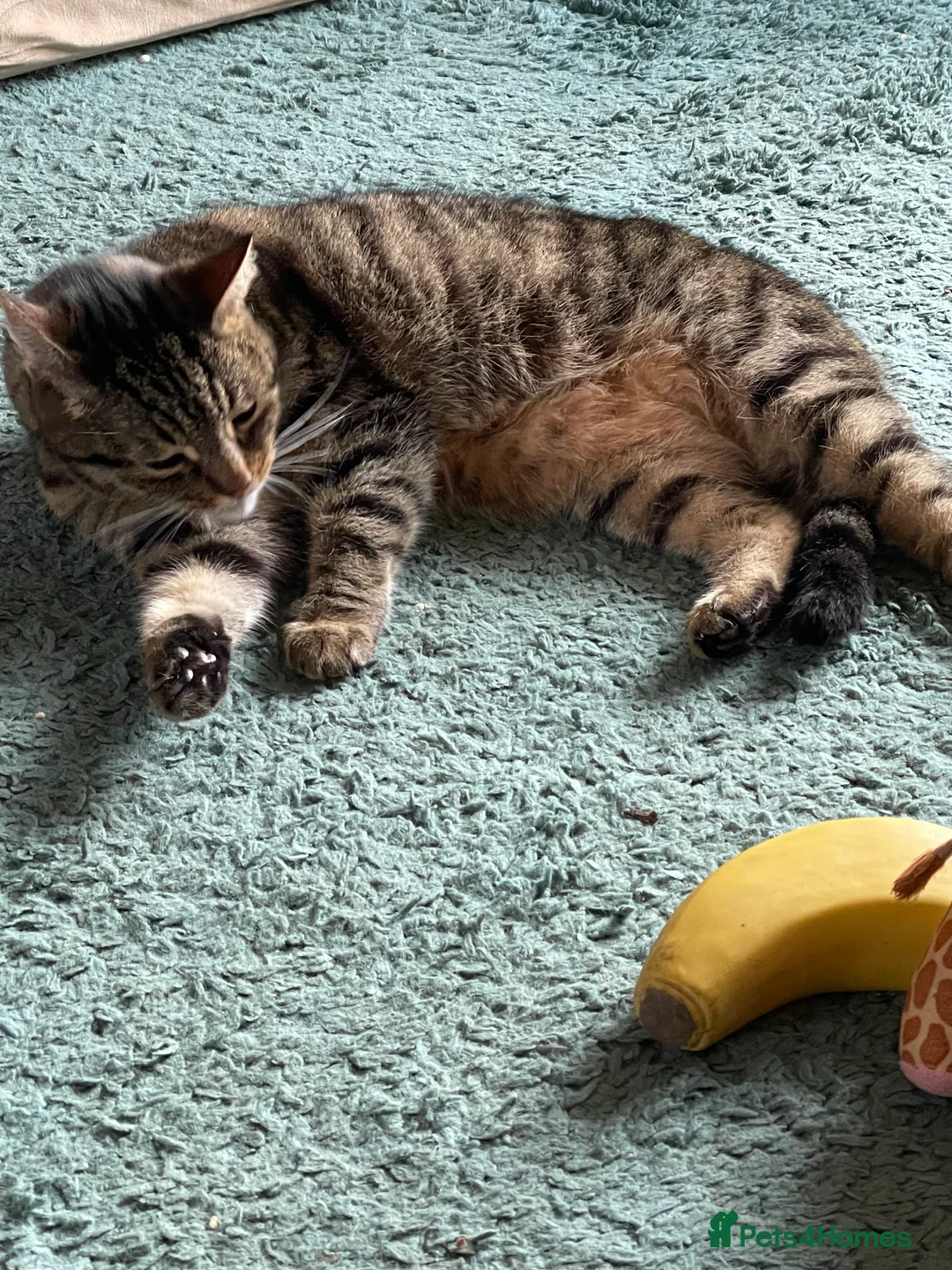 Mixed Breed cats for sale: Beautiful female tabby cat for sale  - Advert 5