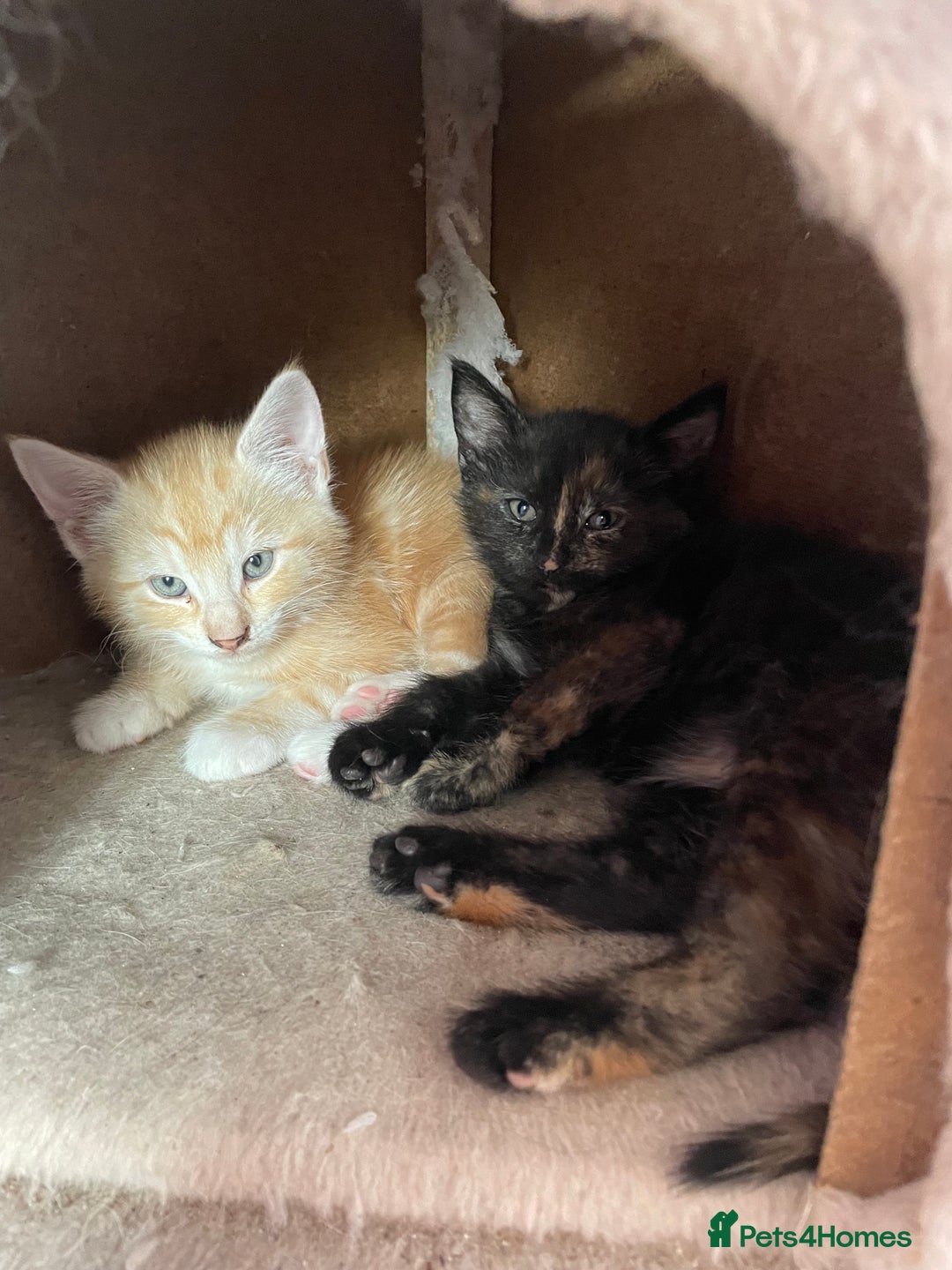 Mixed Breed cats for sale: Kittens for sale - Image 2