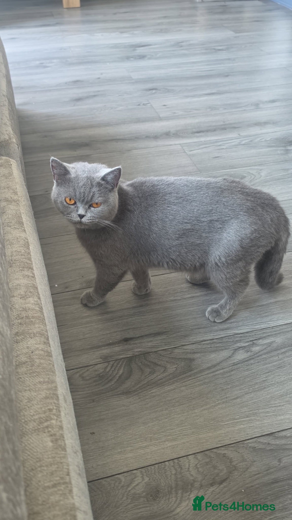 British Shorthair cats Stunning kittens  - Advert 1