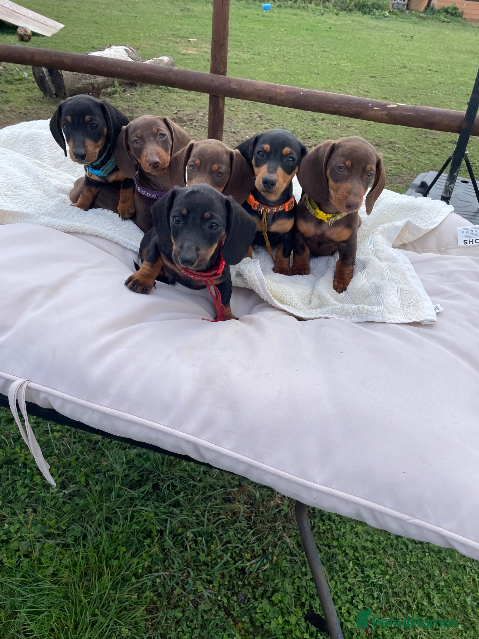 Miniature Dachshund dogs Miniature Dachshund Pups ready to leave 🐶  - Advert 9