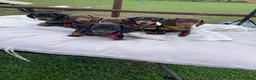 Miniature Dachshund dogs for sale: Miniature Dachshund Pups ready to leave 🐶  - Advert 9