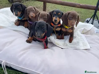 Miniature Dachshund dogs Miniature Dachshund Pups ready to leave 🐶 - Advert 9