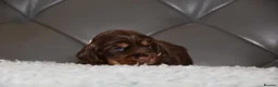 Cocker Spaniel dogs for sale: Kc Reg Show Type Cocker Spaniel  Health Tested - Advert 13