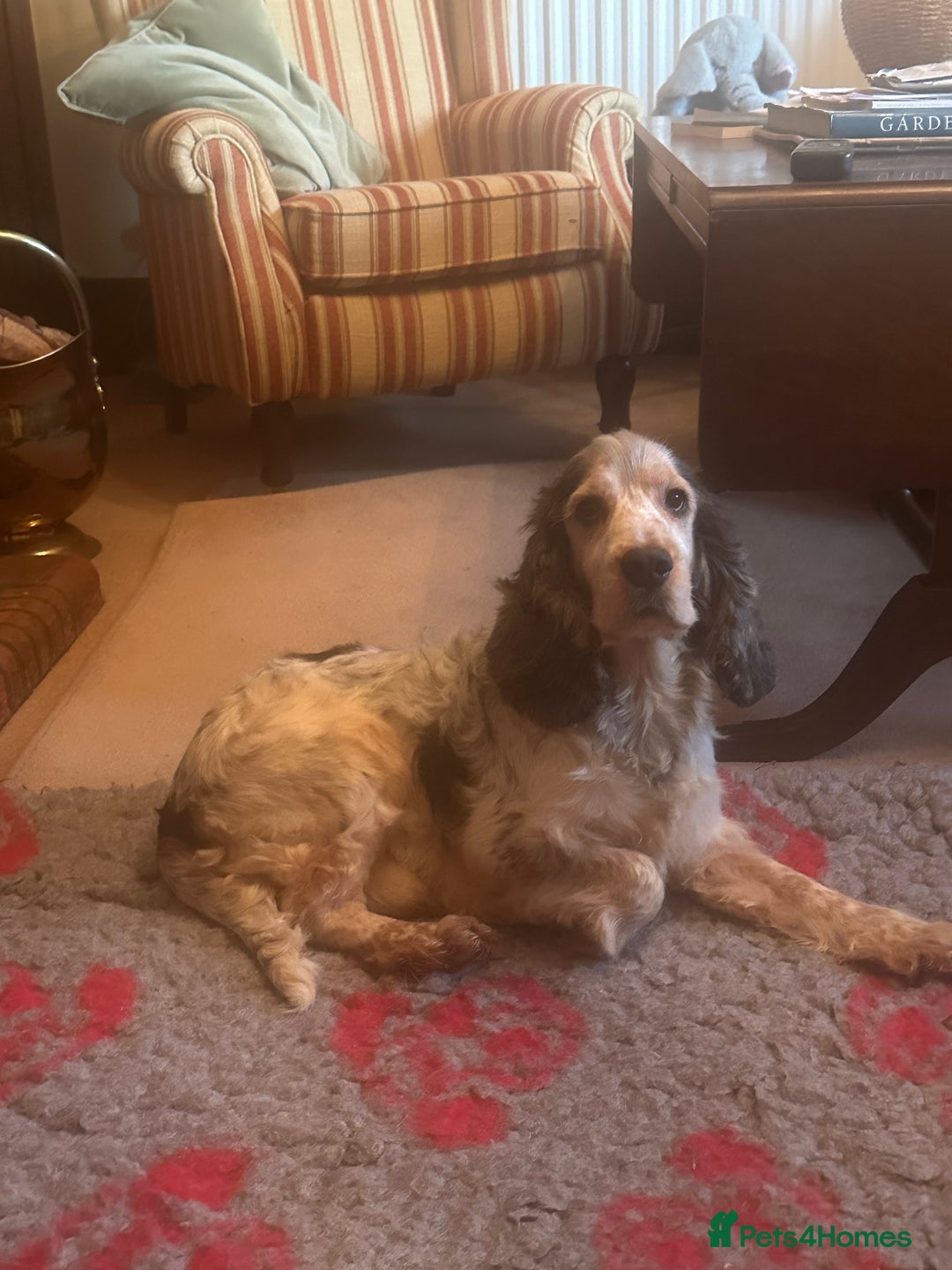 Cocker Spaniel dogs for stud: KC registered DNA tested Show Cocker in Alston - Advert 5