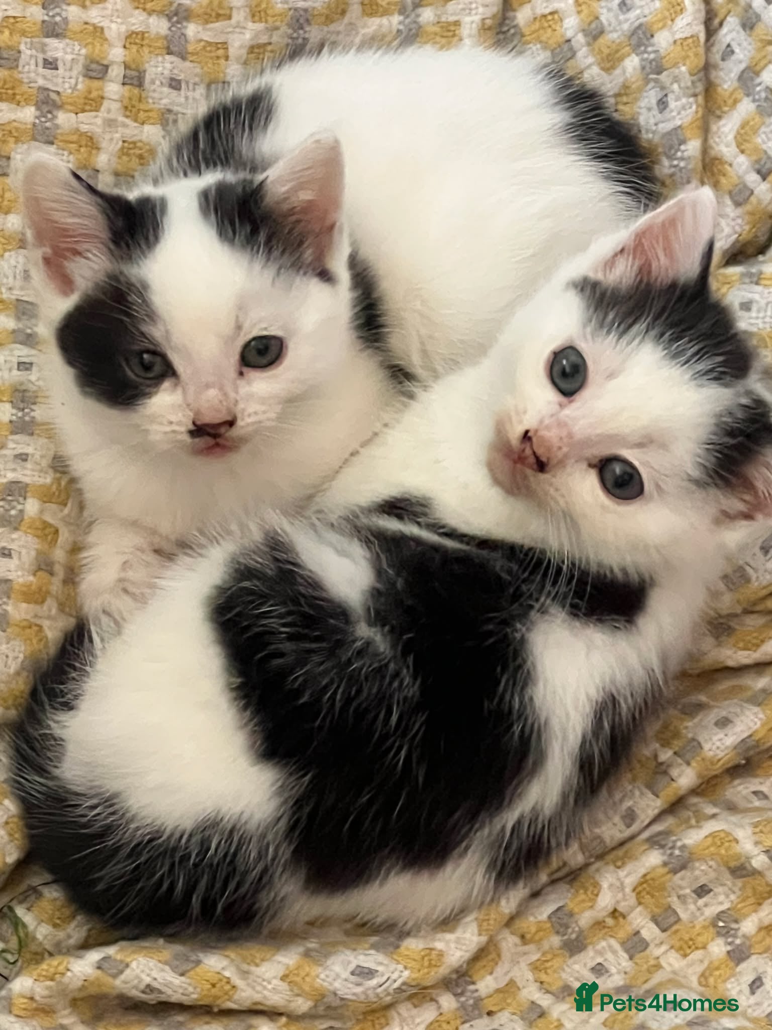 Mixed Breed cats Two bundles of mischief  - Advert 5
