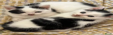 Mixed Breed Kitten 1