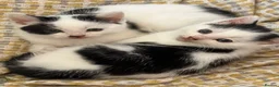 Mixed Breed cats for sale: Two bundles of mischief  - Advert 1