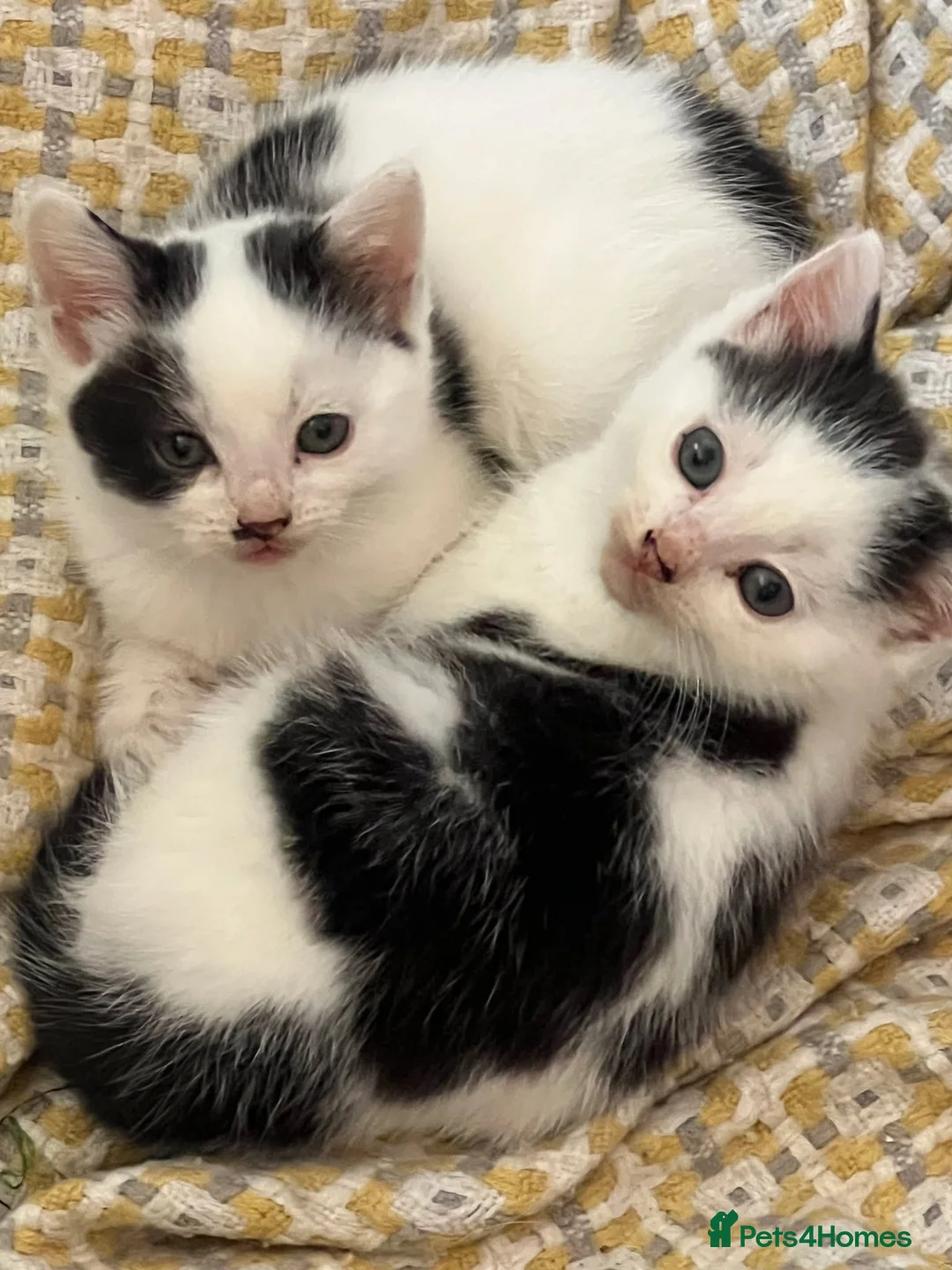 Mixed Breed cats for sale: Two bundles of mischief  - Advert 1