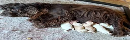Cockapoo dogs for sale: Cockapoos - Advert 11