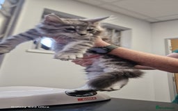Maine Coon cats for sale: Pure Maine coon - Image 13