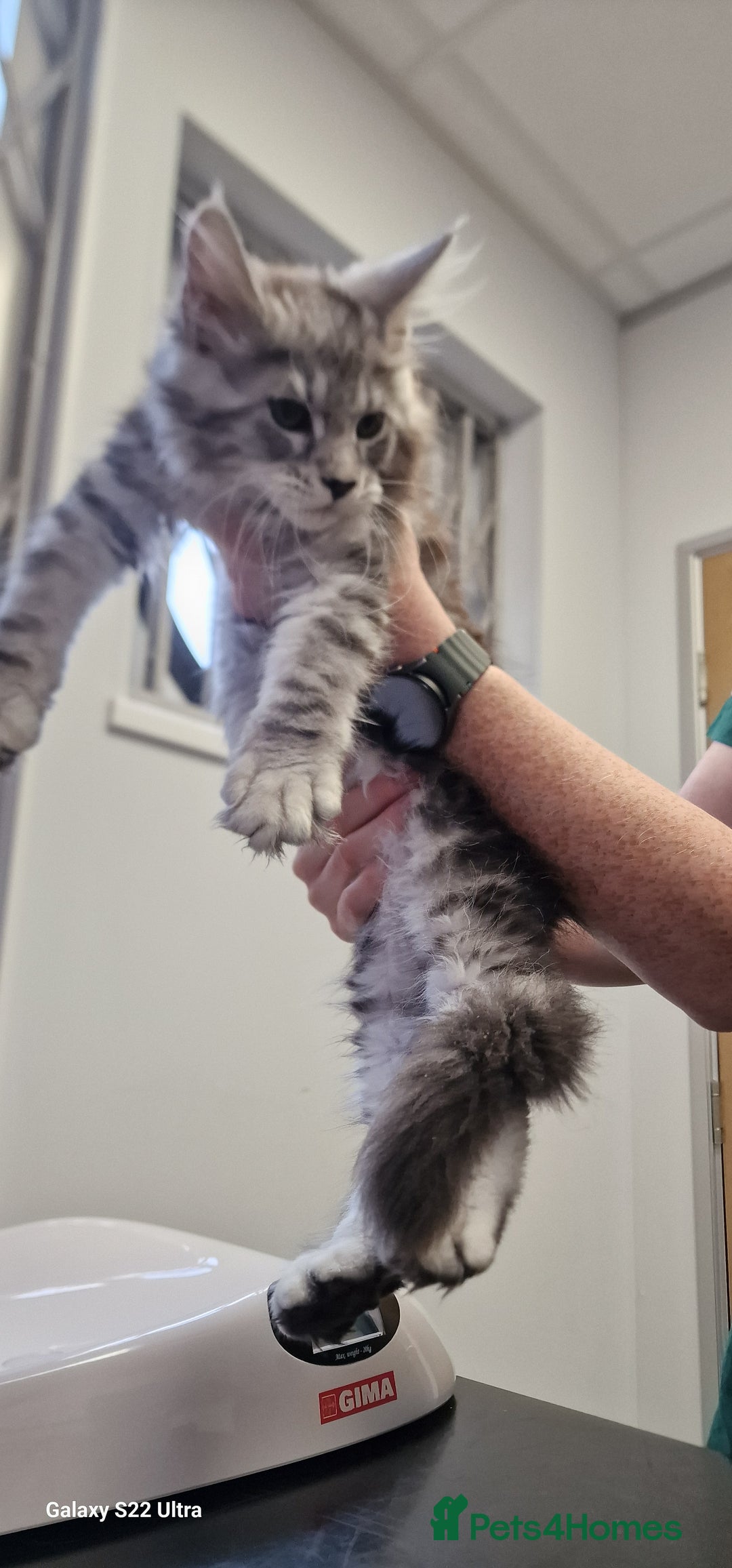 Maine Coon cats for sale: Pure Maine coon - Image 13