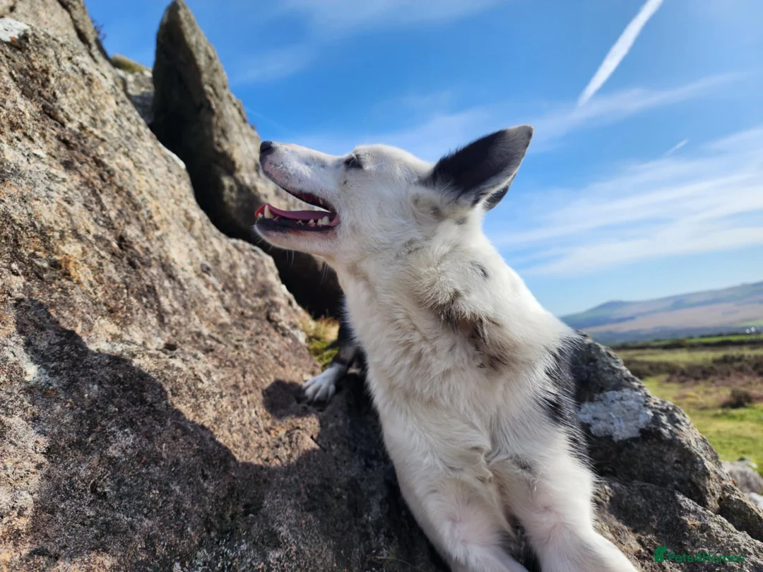 Border Collie dogs for sale: Stunning Border Collie Bitch – Lovely Nature - Advert 5