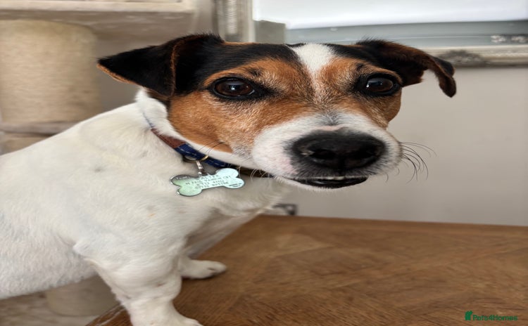 Jack Russell dogs - Advert 5