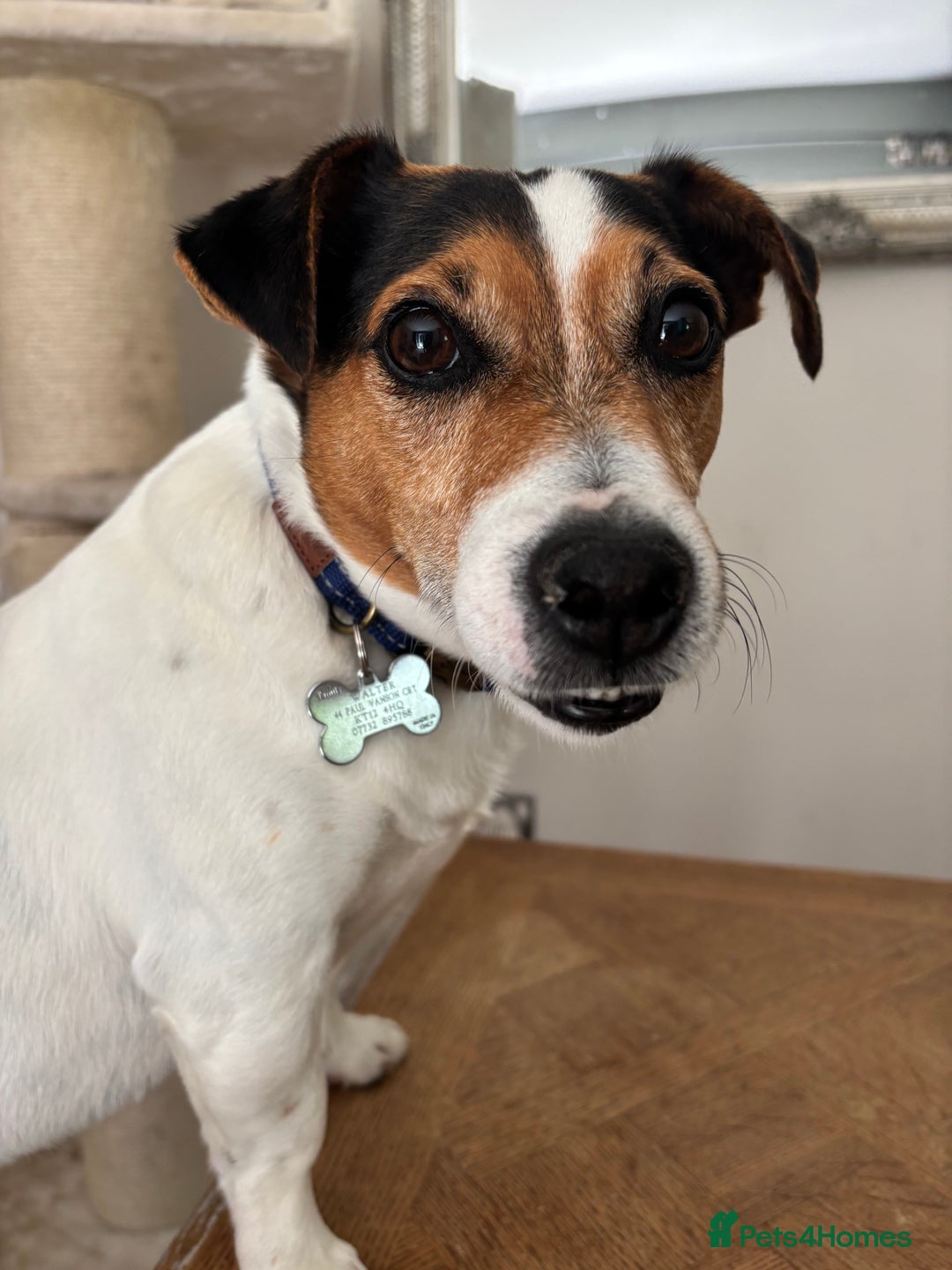 Jack Russell dogs for sale: Jack Russell 6 years old  - Image 1
