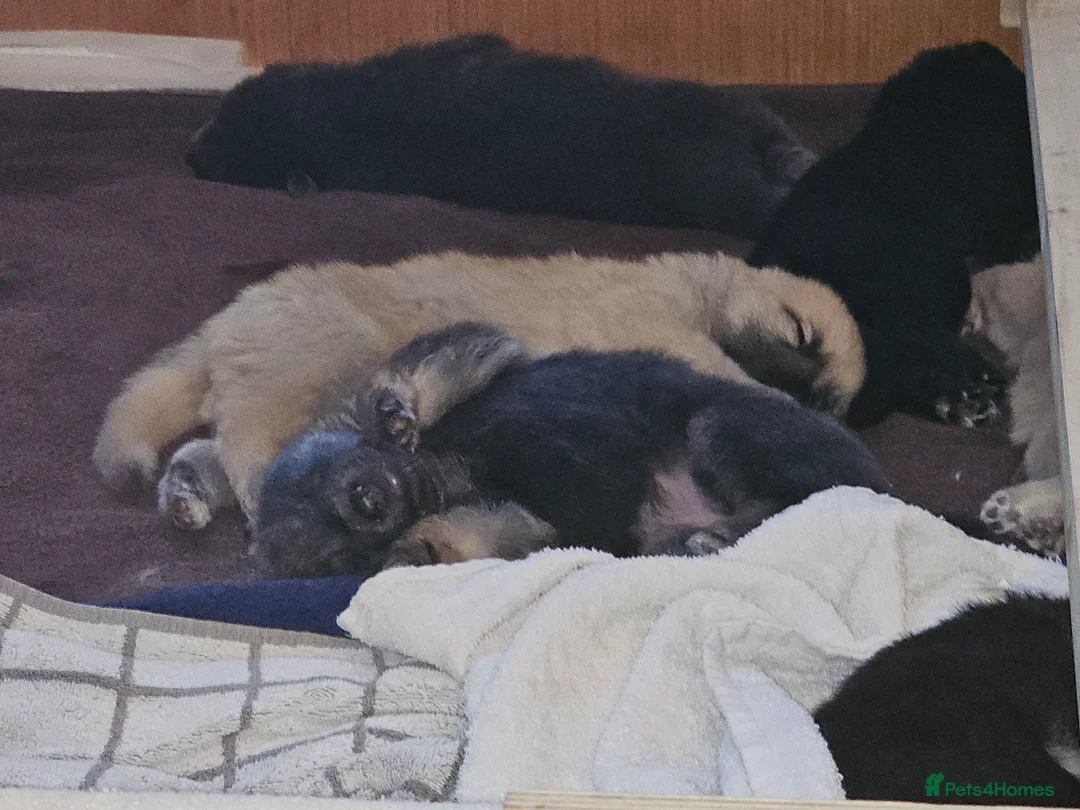 German Shepherd dogs for sale: 9 beautiful pure bred German Shepherd puppies - Advert 31