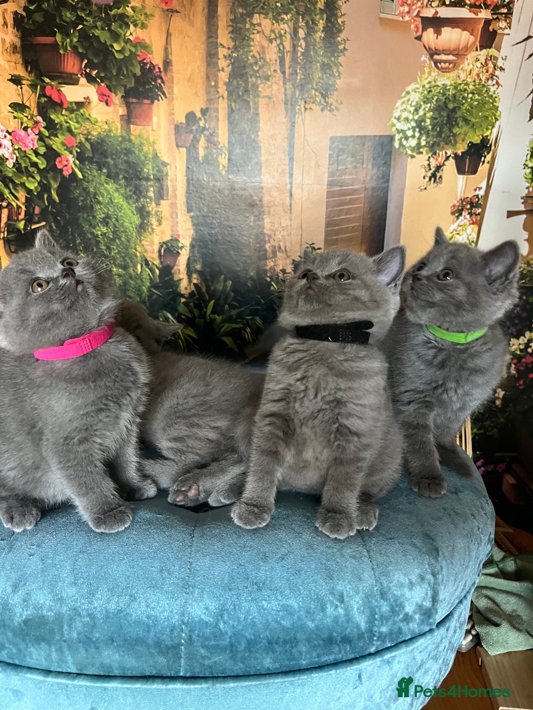 British Shorthair cats for sale: Beautiful British shorthair kittens 🐱 🥰 - Advert 18