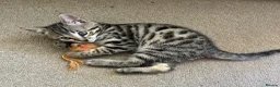 Bengal cats for sale: Beautifully marked Bengal cross kittens. - Advert 1