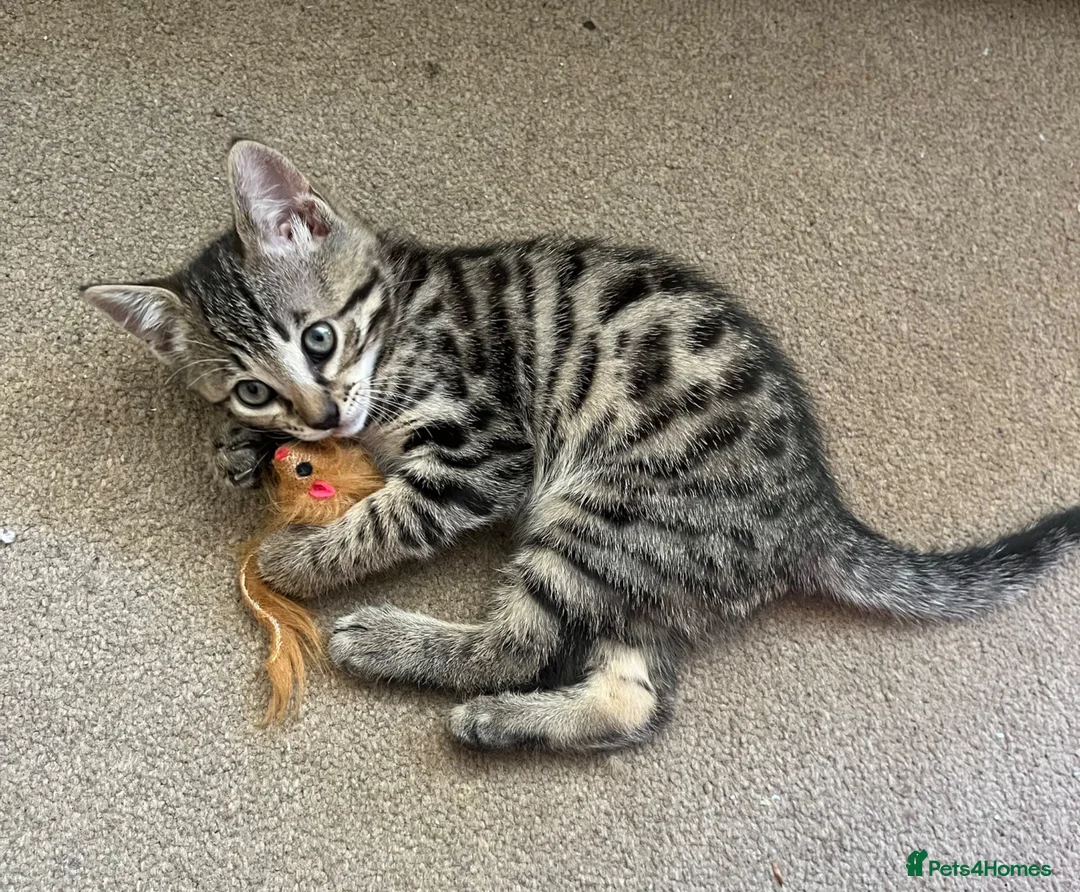 Bengal cats for sale: Beautifully marked Bengal cross kittens. - Advert 1