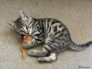 Bengal cats Beautifully marked Bengal cross kittens. - Advert 1