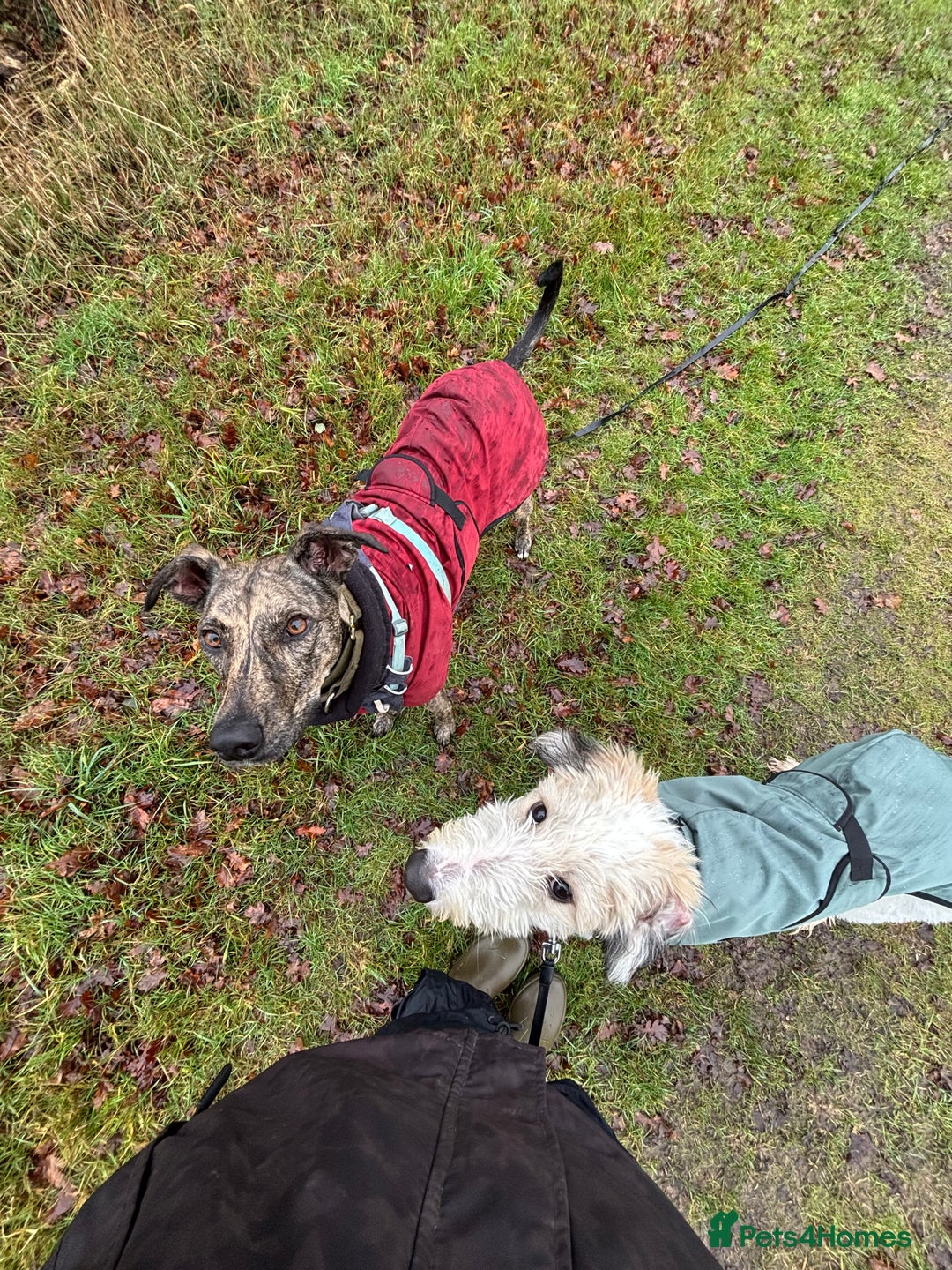 Lurcher dogs for sale: Barney the three legged lurcher 💕💕 - Advert 3