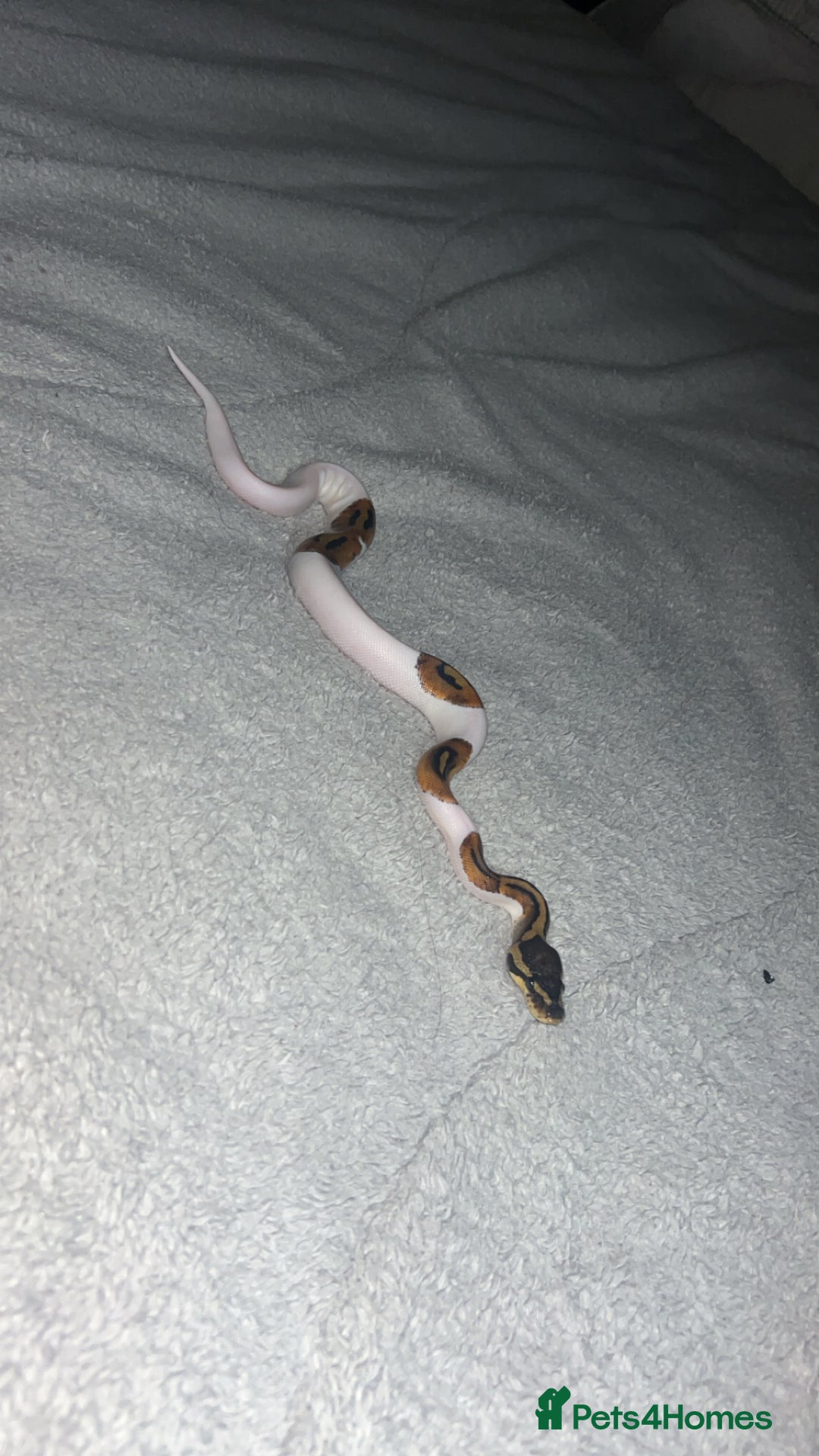 Python Snake reptiles for sale: Piebald ball python  - Advert 3