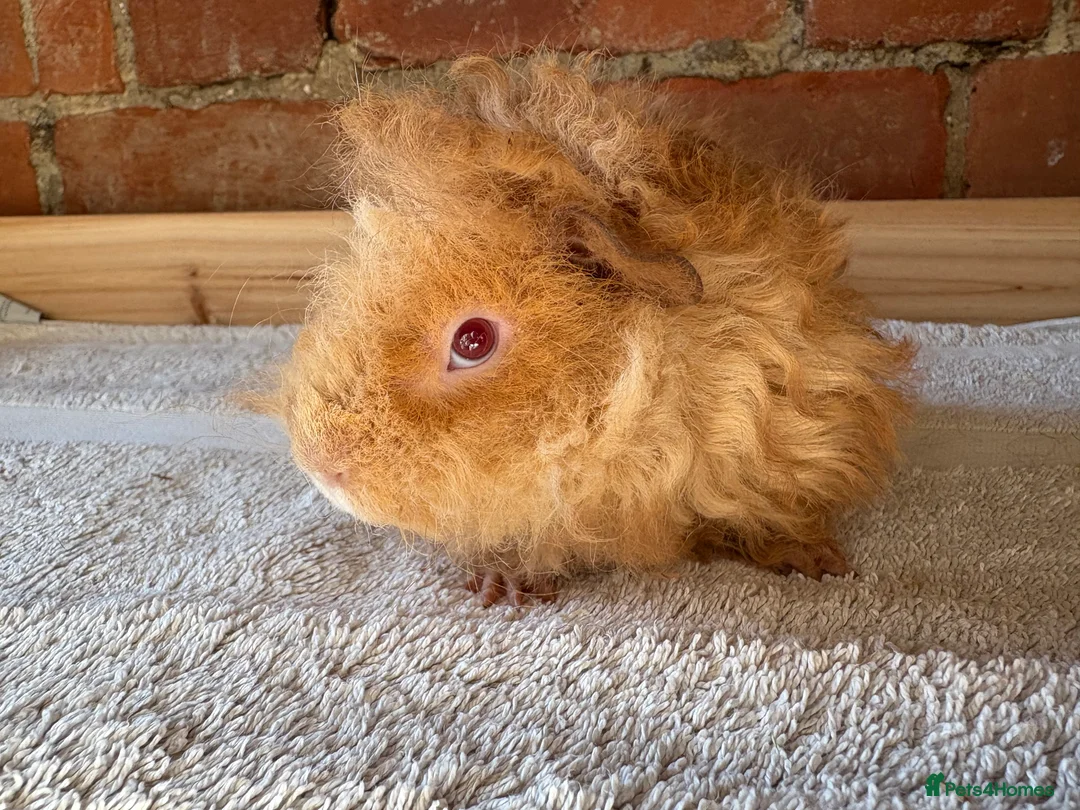 Guinea Pig rodents for sale: Lunkarya and Californian guinea pig  - Advert 4
