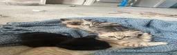 Mixed Breed cats for sale: Maples kittens in Colchester - Advert 9