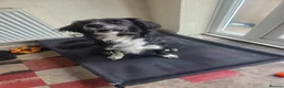 Sprollie dogs for sale: Loved family pet needs a new home in Leigh - Advert 2