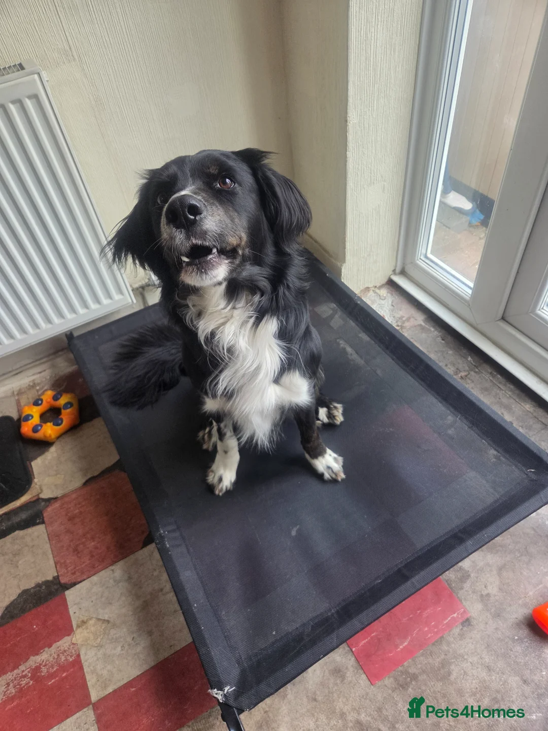 Sprollie dogs for sale: Loved family pet needs a new home in Leigh - Advert 2