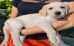 Golden Retriever dogs for sale: Stunning Golden Retriever puppies  - Image 23