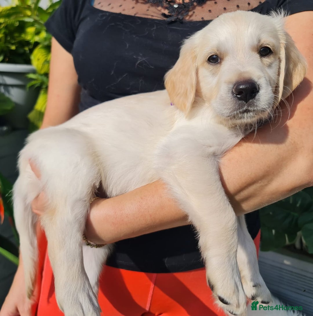 Golden Retriever dogs for sale: Stunning Golden Retriever puppies  - Image 23