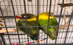 Lovebirds birds for sale: Lovebirds 12 weeks old  - Image 2