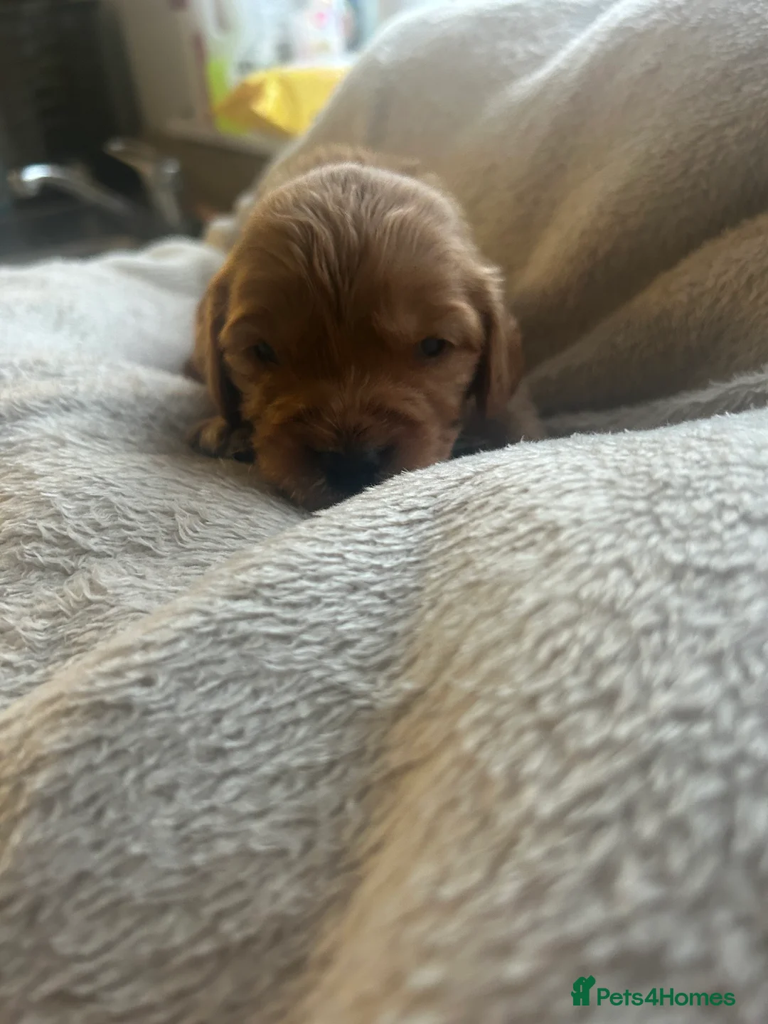 Cockapoo dogs for sale: Stunning cockapoo pups!  - Advert 6
