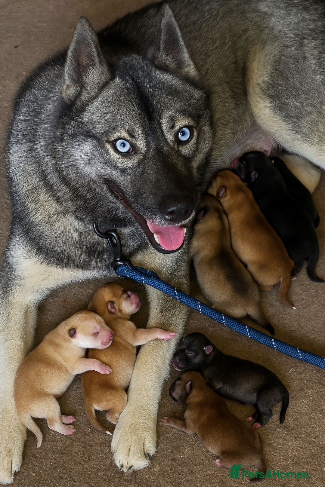 Siberian Husky dogs for sale:  ** ❄️ RARE Husky Puppies Ready ❄️ **  - Advert 8