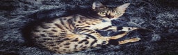 Bengal cats for sale: TWO BONDED BENGALS PRICE NEGOTIABLE FOR RIGHT HOME in London - Advert 5