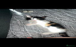Turkish Van cats for sale: Stunning calico Turkish van kittens  - Image 3