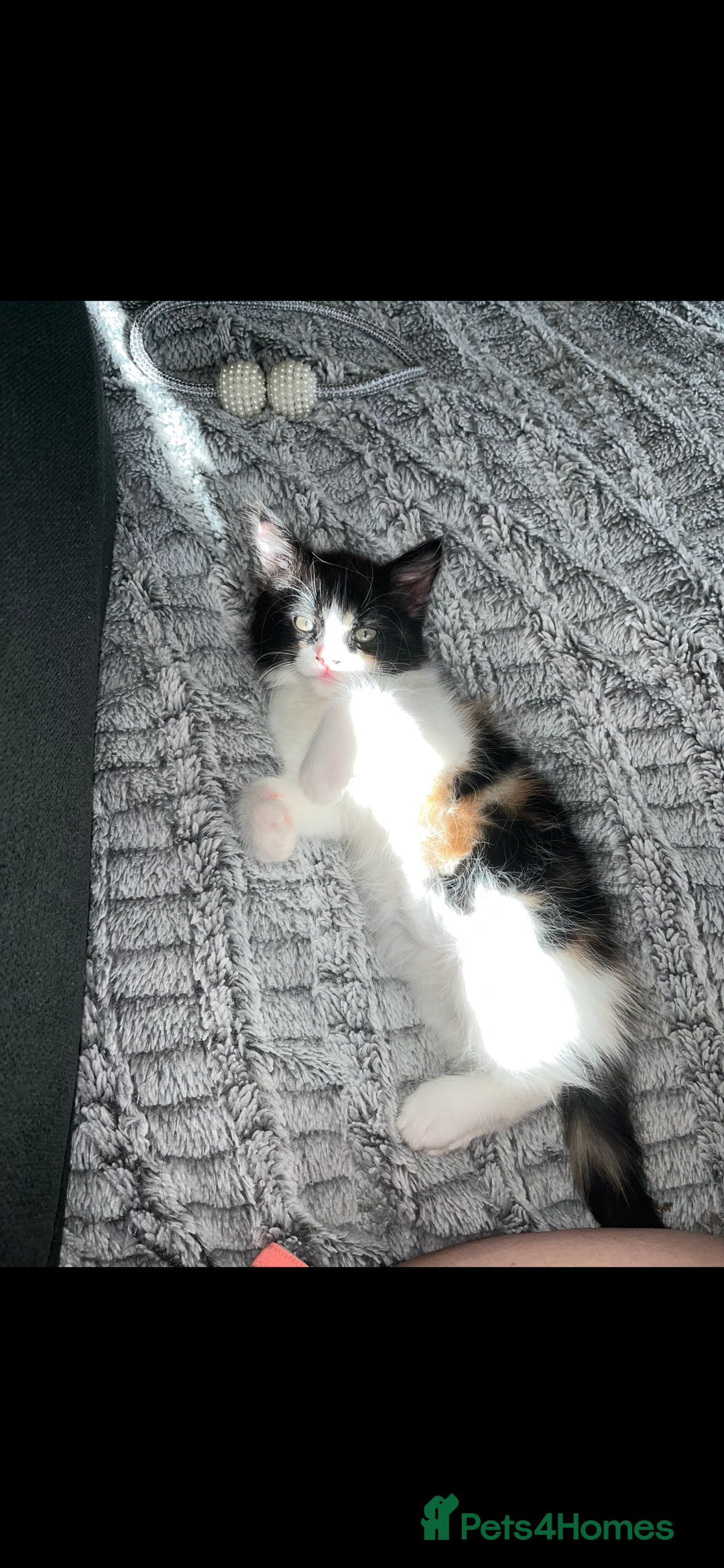 Turkish Van cats for sale: Stunning calico Turkish van kittens  - Image 3