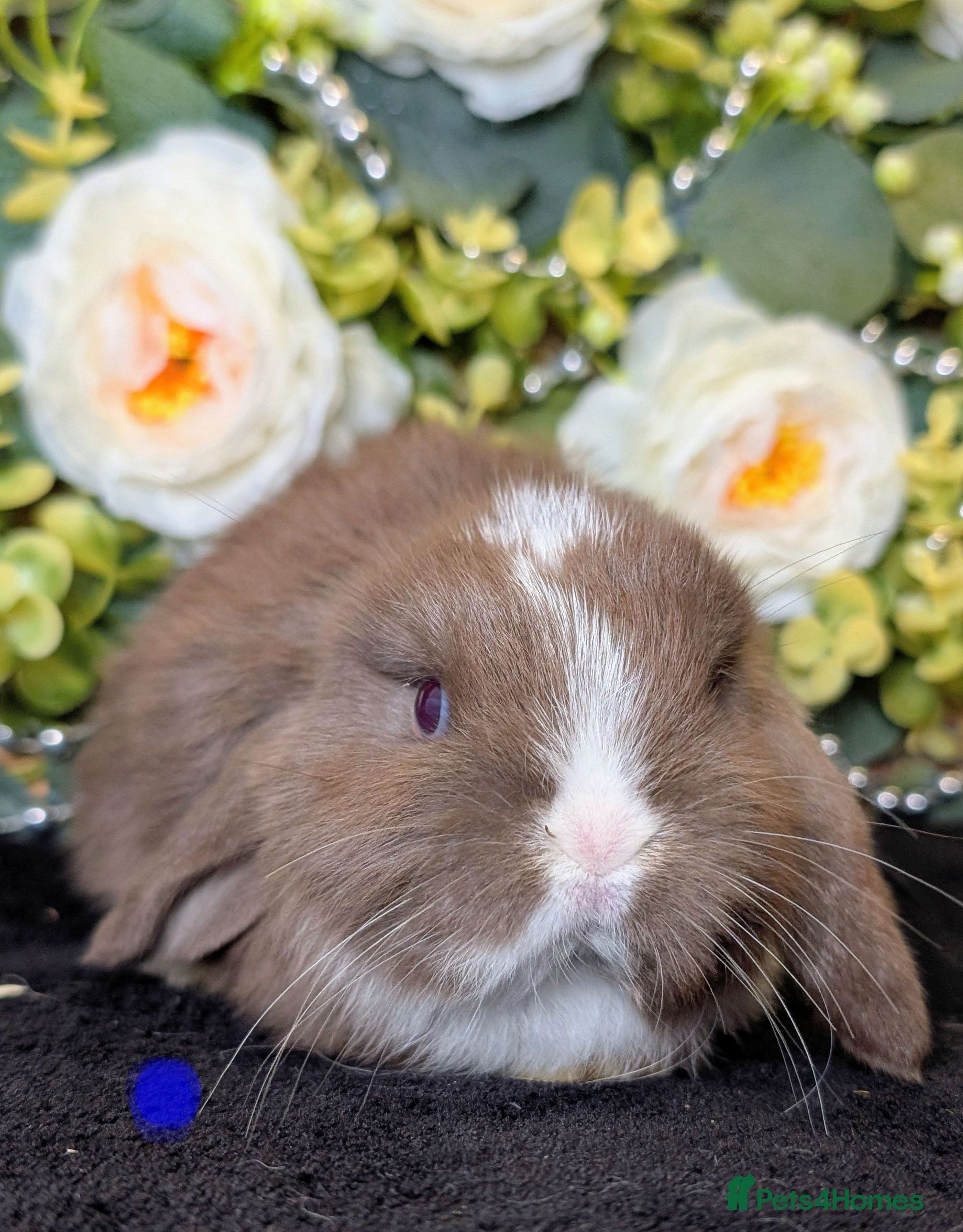 Mini Lop rabbits ❤️Stunning mini lop babies❤️ - Advert 5