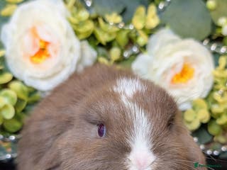 Mini Lop rabbits ❤️Stunning mini lop babies❤️ - Advert 5