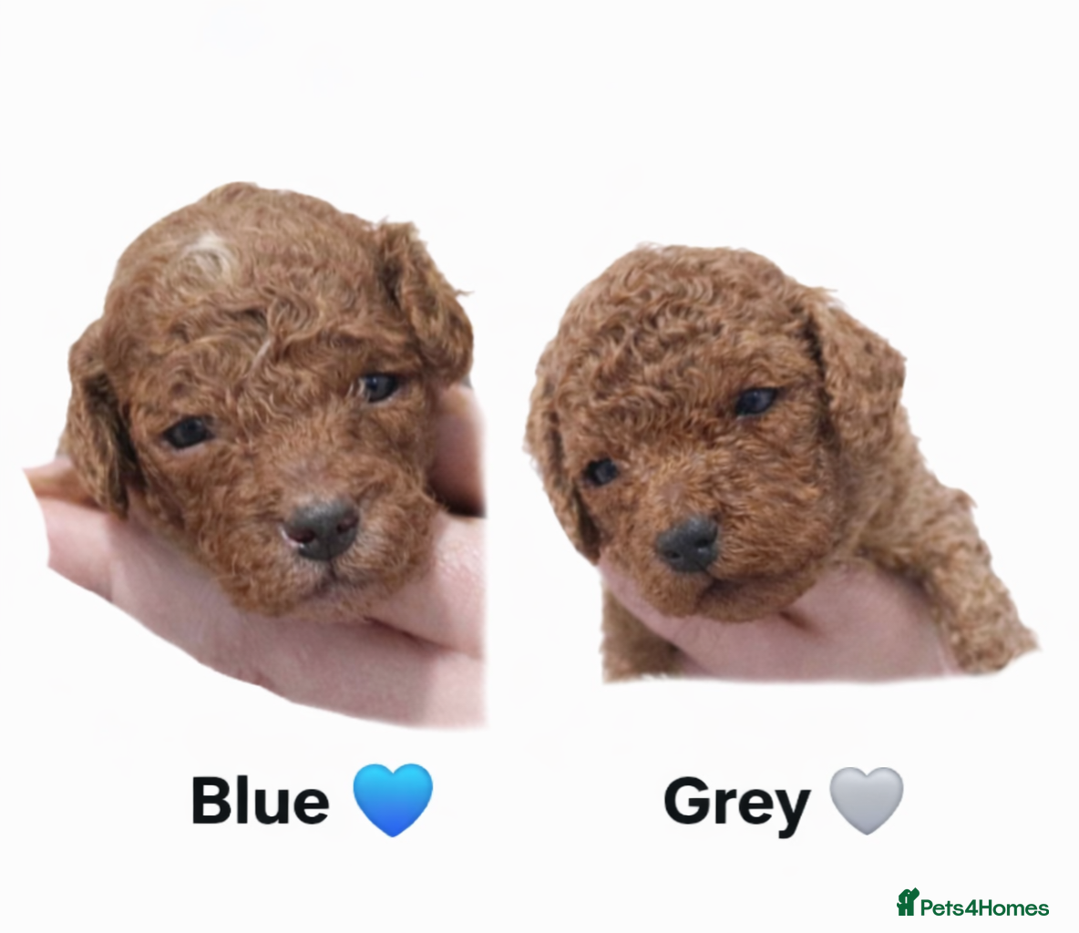 Cockapoo dogs 2 RED BOY TOY COCKAPOO'S - Advert 4