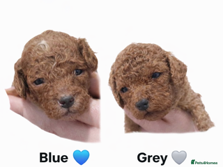 Cockapoo dogs 2 RED BOY TOY COCKAPOO'S - Advert 4